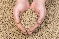 Feed Pellets In Hand