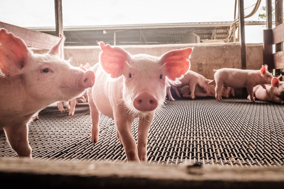 Piglets (2)