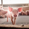 Piglets (2)
