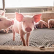 Piglets (2)