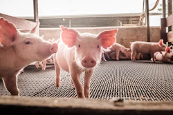 Piglets (2)