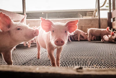 Piglets (2)
