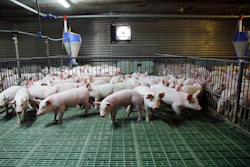 Piglets Modern Pig Farm