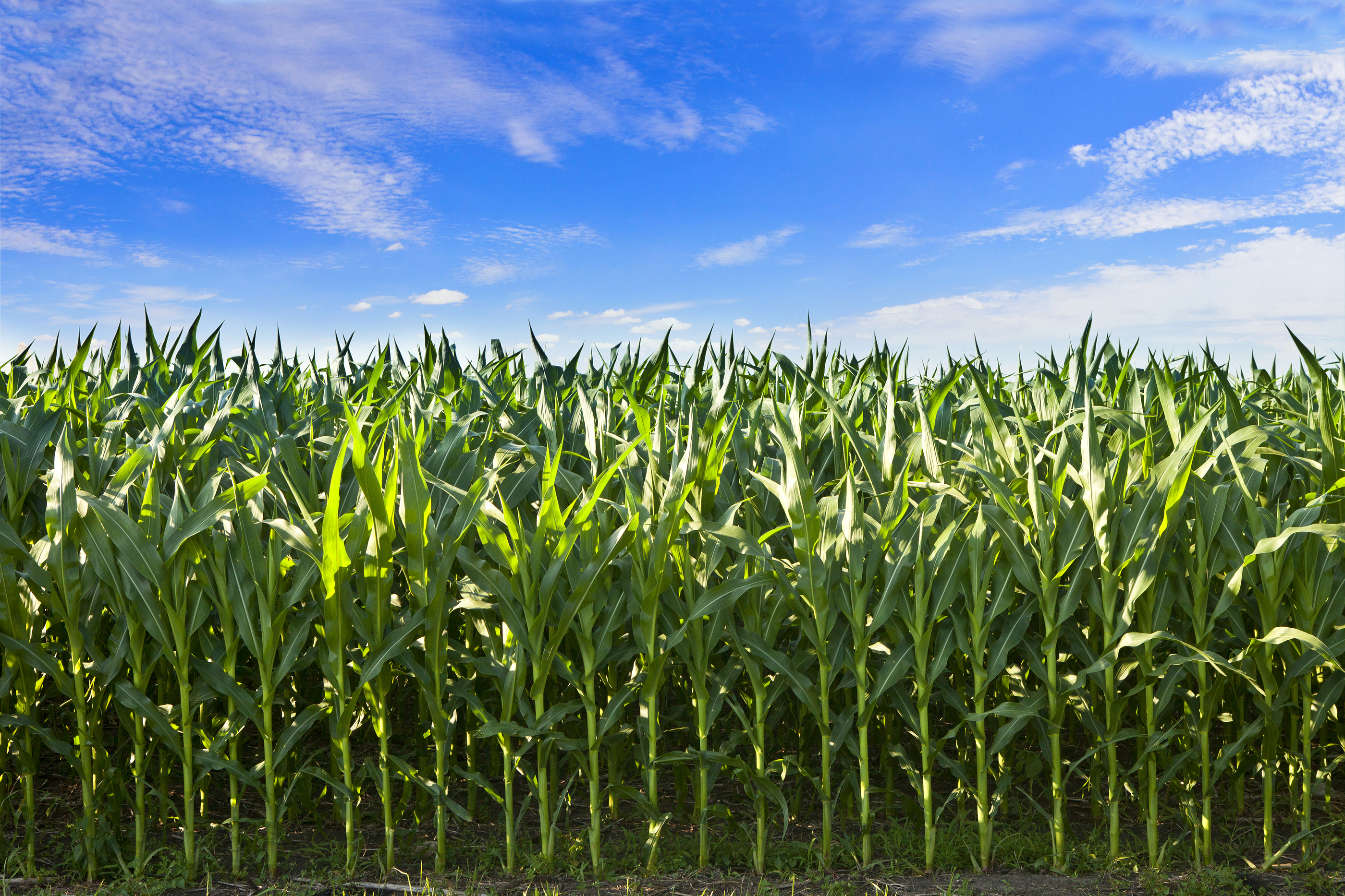 Profile View Corn Crop