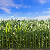Profile View Corn Crop