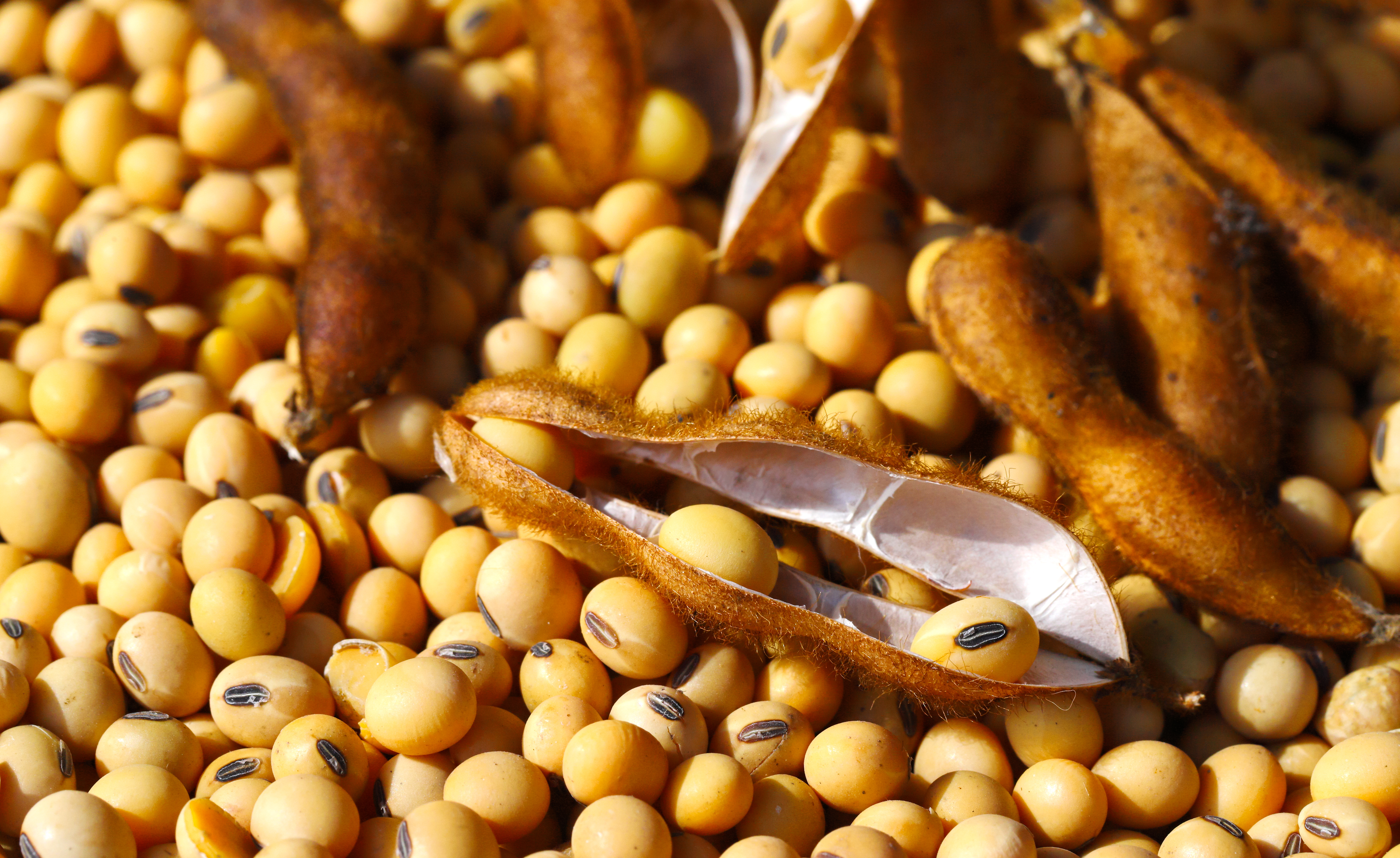Soybeans And Pods