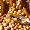Soybeans And Pods