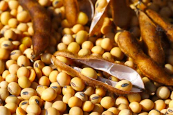 Open soybean pods revealing golden soybeans with visible seeds on a bed of harvested legumes