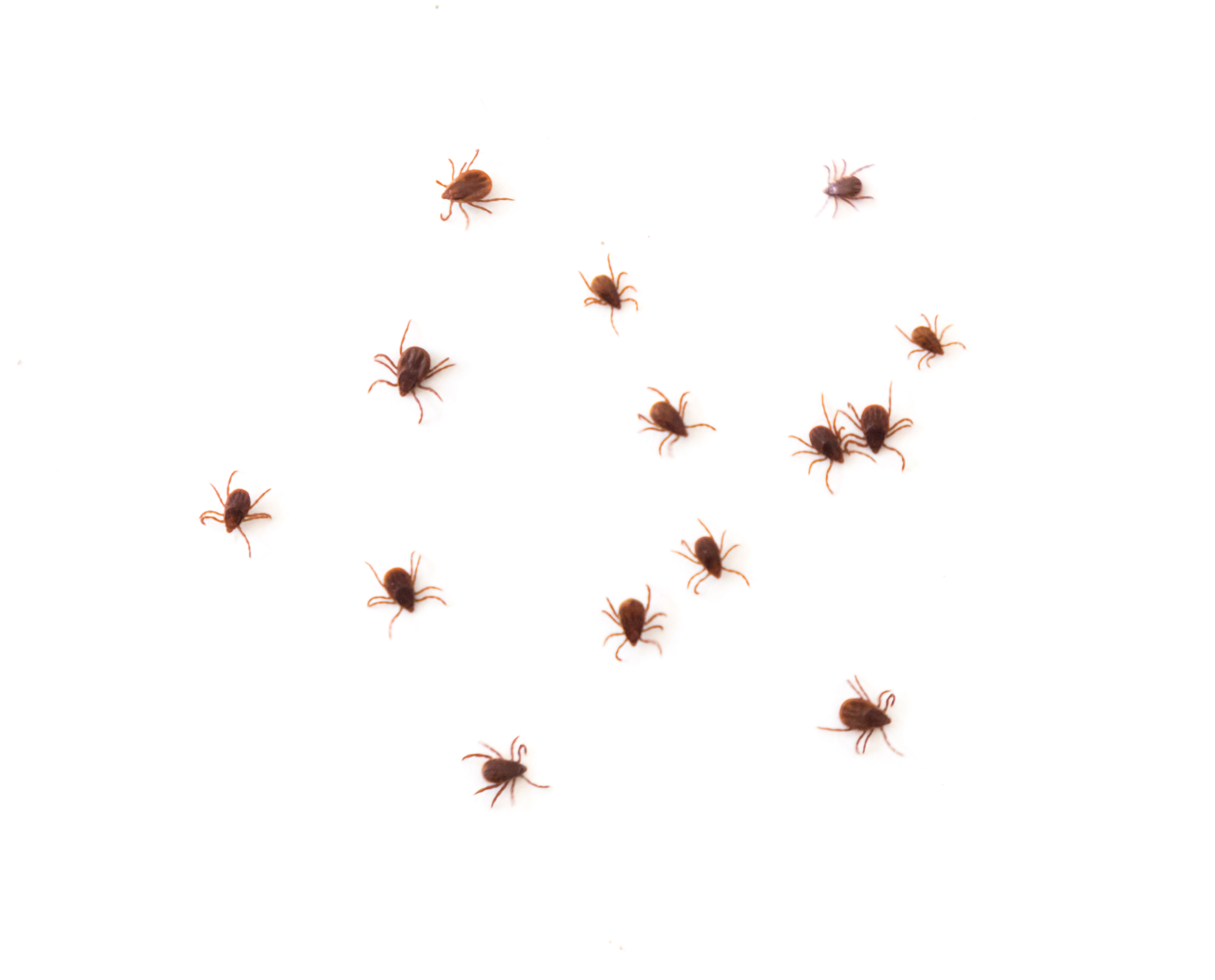 Ticks