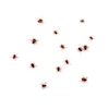 Ticks