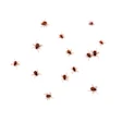 Ticks