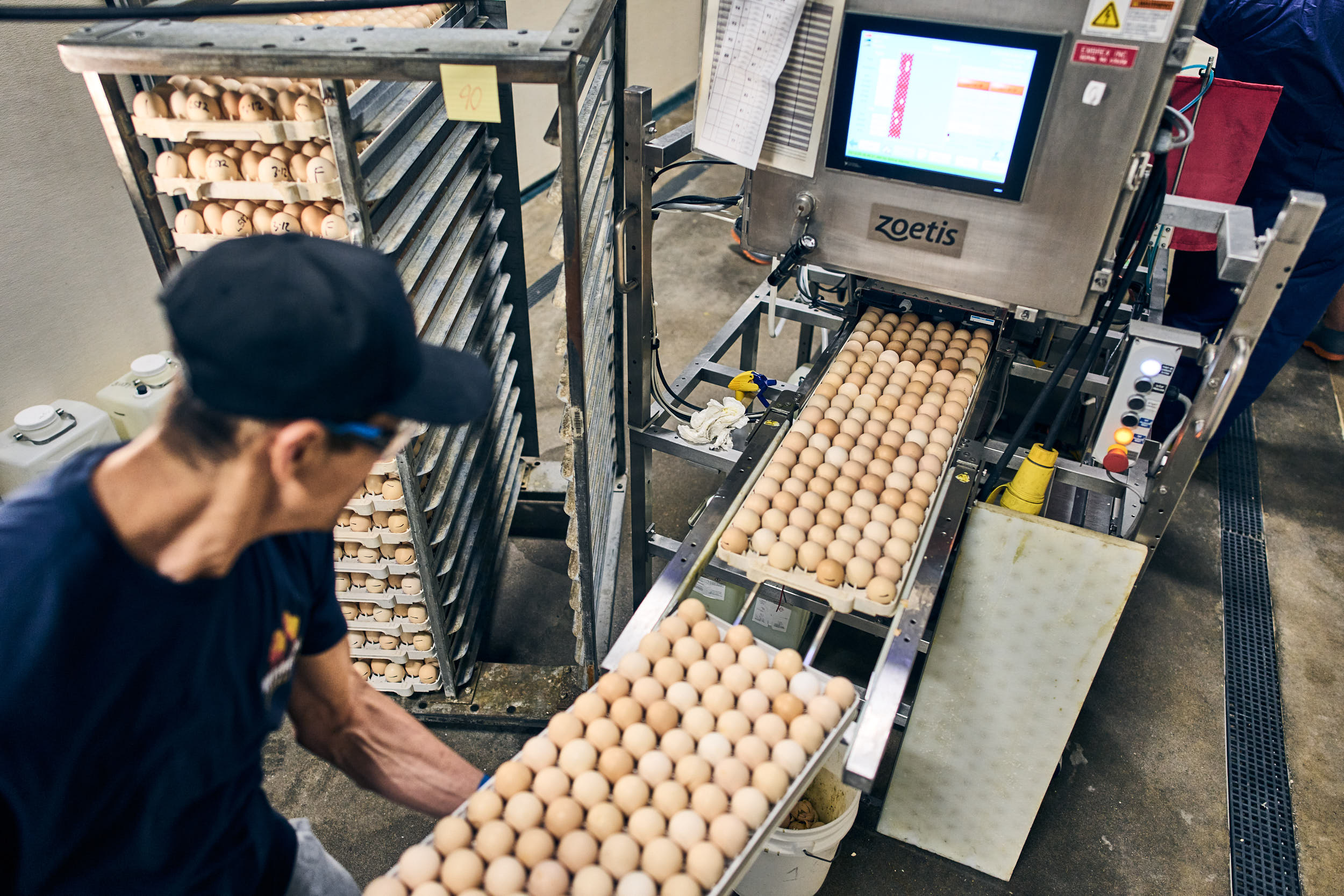 Hatchery worker loads egg flats onto Embrex Inovoject conveyor for in ovo vaccination.