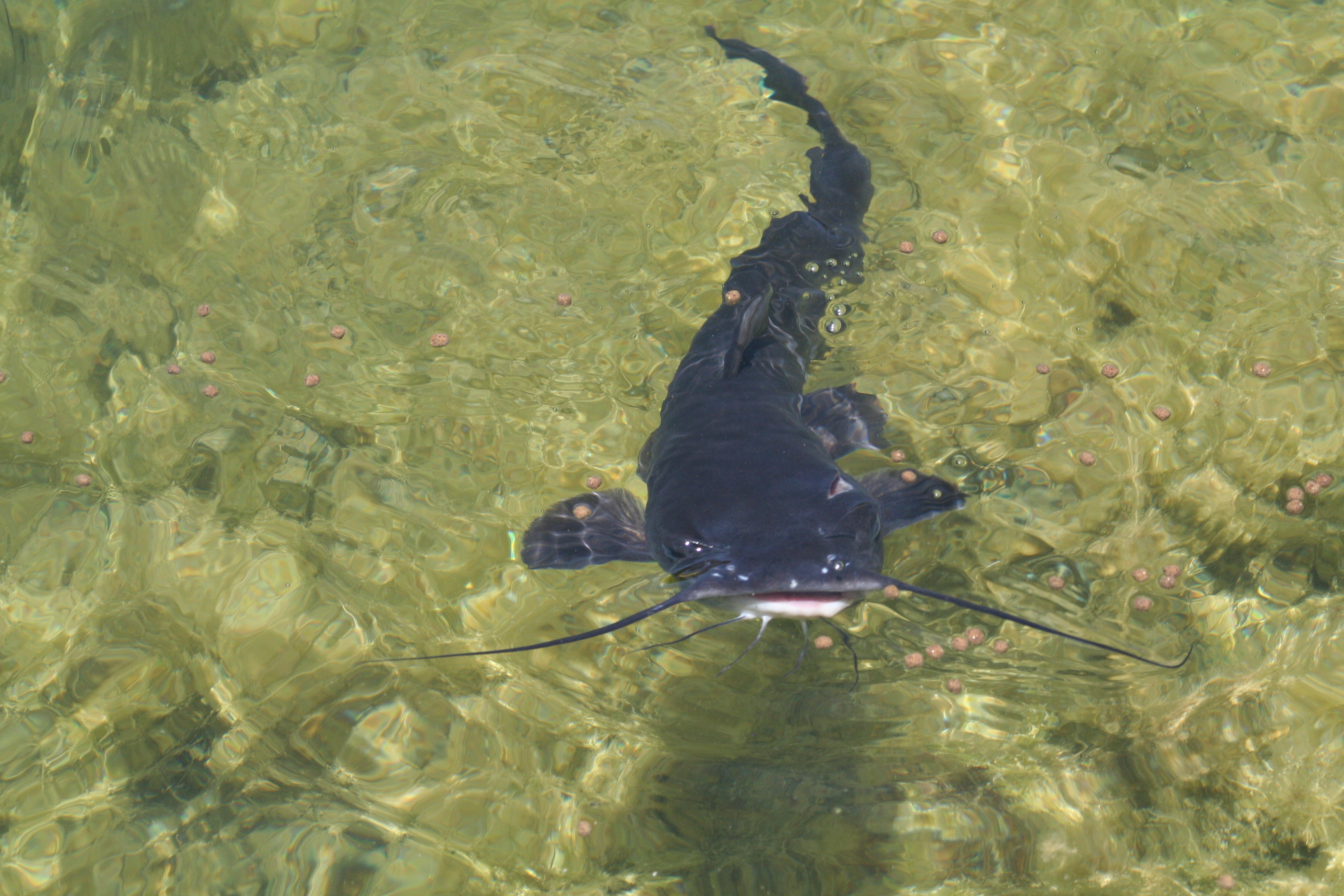 Catfish