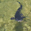 Catfish