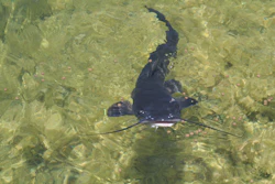 Catfish