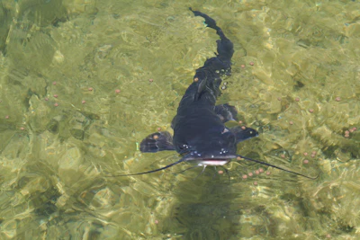 Catfish