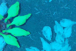 Bioluminescent deep-sea fish glowing green and blue against dark ocean floor sediment