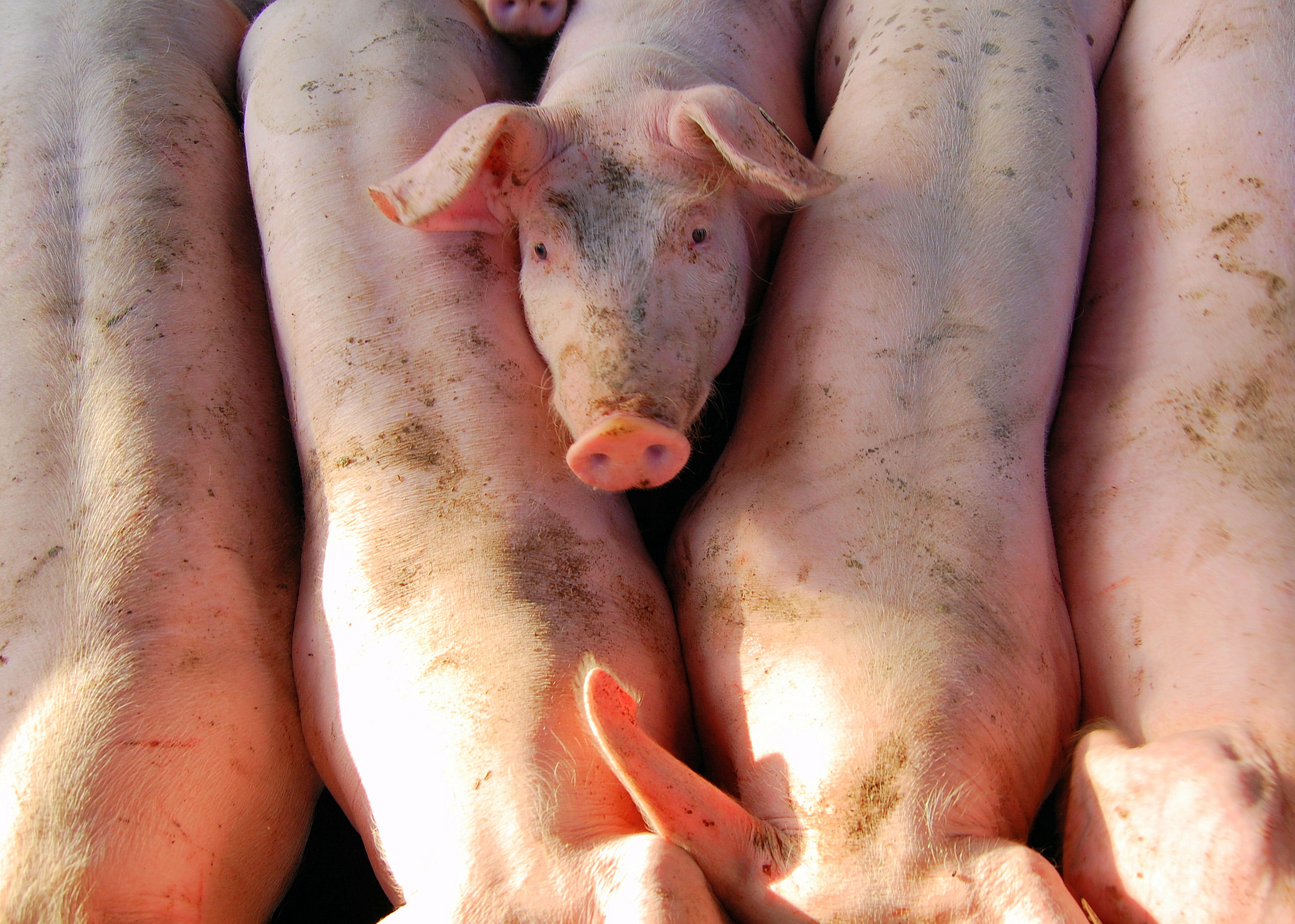 Line Of Pigs