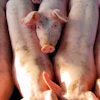 Line Of Pigs