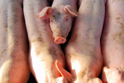 Line Of Pigs