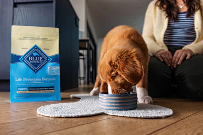 Brown and white puppy eating from striped bowl next to Blue Buffalo Life Protection Formula puppy food bag with woman sitting nearby