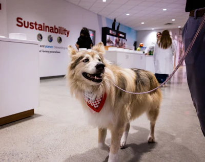 Golden-haired dog wearing red bandana on leash in modern office lobby with sustainability signage