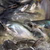 Pangasius Catfish