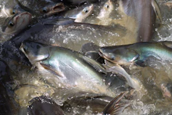 Pangasius Catfish