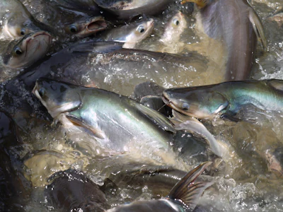 Pangasius Catfish