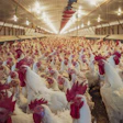 Industrial poultry farm interior with hundreds of white chickens and red combs in climate-controlled barn facility