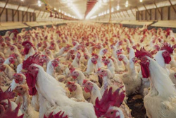Industrial poultry farm interior with hundreds of white chickens and red combs in climate-controlled barn facility