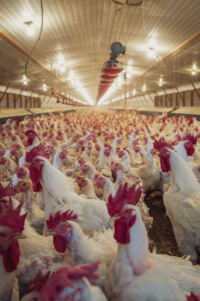Industrial poultry farm interior with hundreds of white chickens and red combs in climate-controlled barn facility