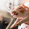 Piglet Vet Injection