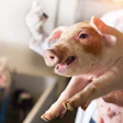 Piglet Vet Injection