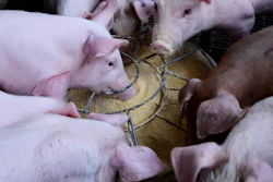 Pigs Eatting Feed Chx69 Pixabay