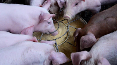 Pigs Eatting Feed Chx69 Pixabay