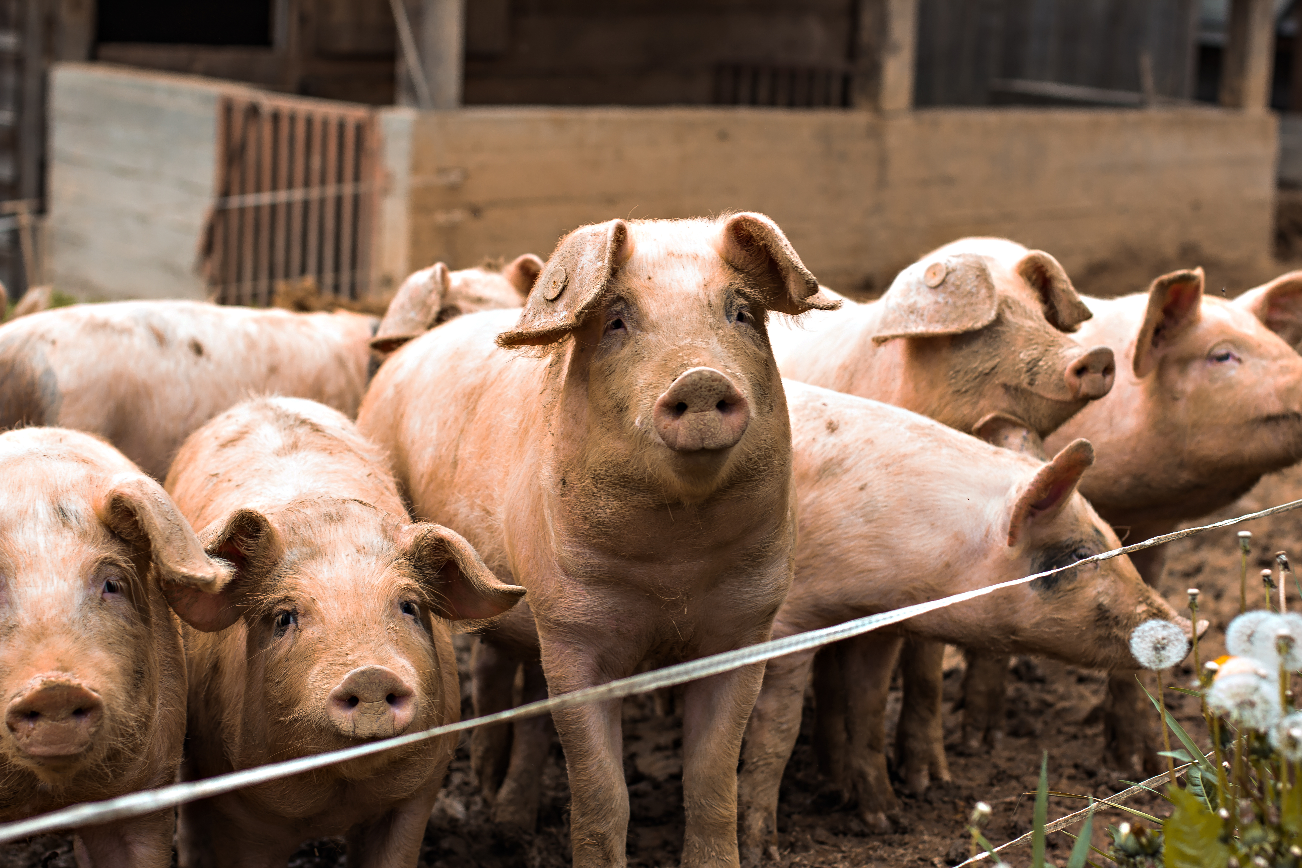 Pigs Piglets On Farm