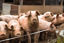 Group of brown and tan pigs in a farm pen with metal fencing and brick buildings in background