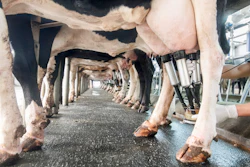 Dairy cows lined up in milking parlor with automated milking equipment attached