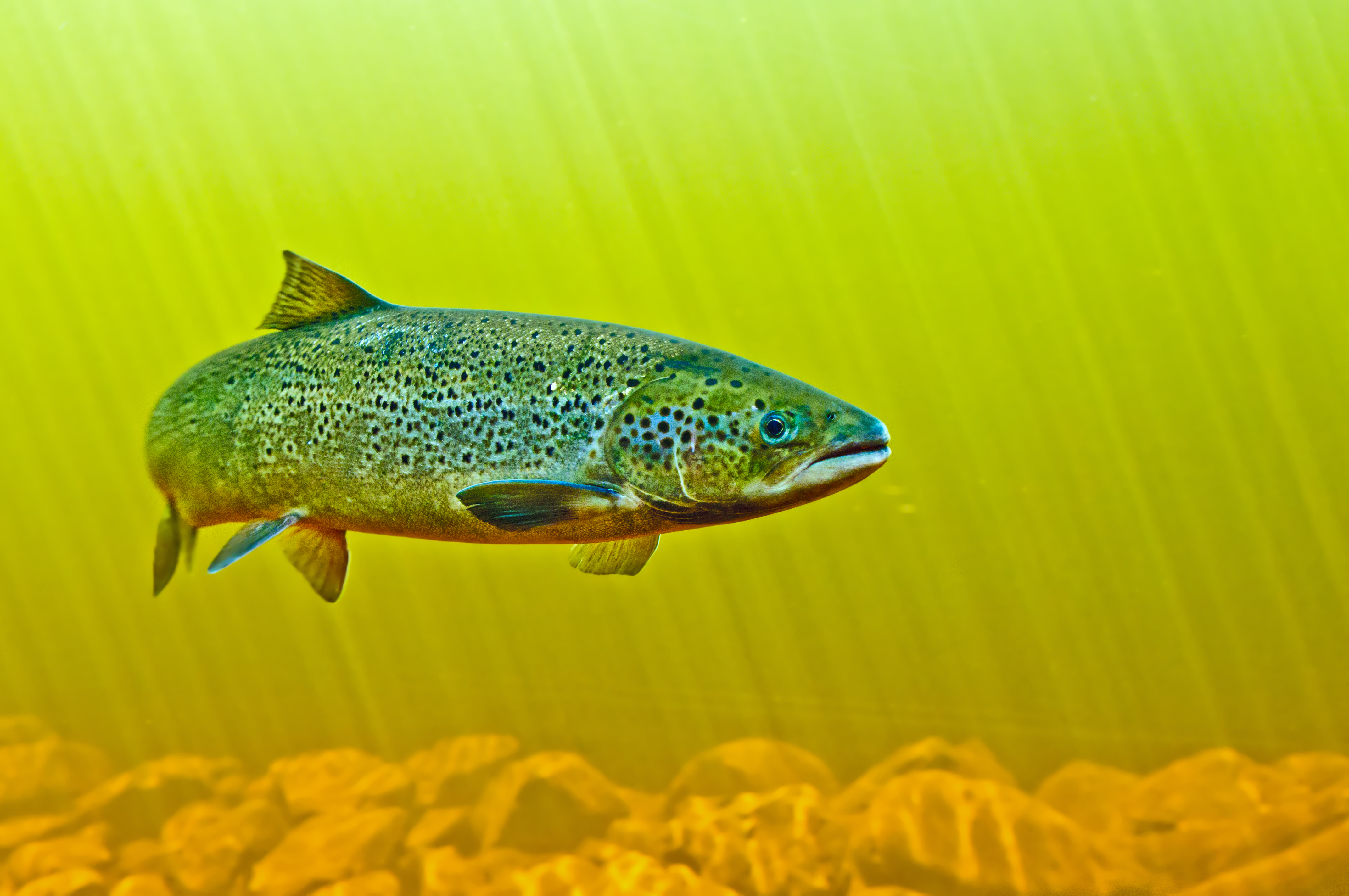 Salmon Swimming