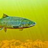 Salmon Swimming