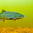 Salmon Swimming