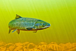 Salmon Swimming