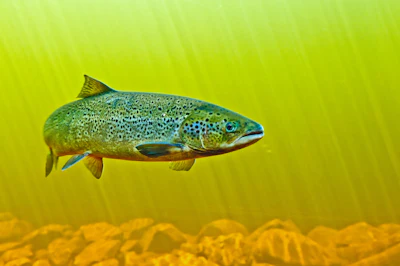 Salmon Swimming