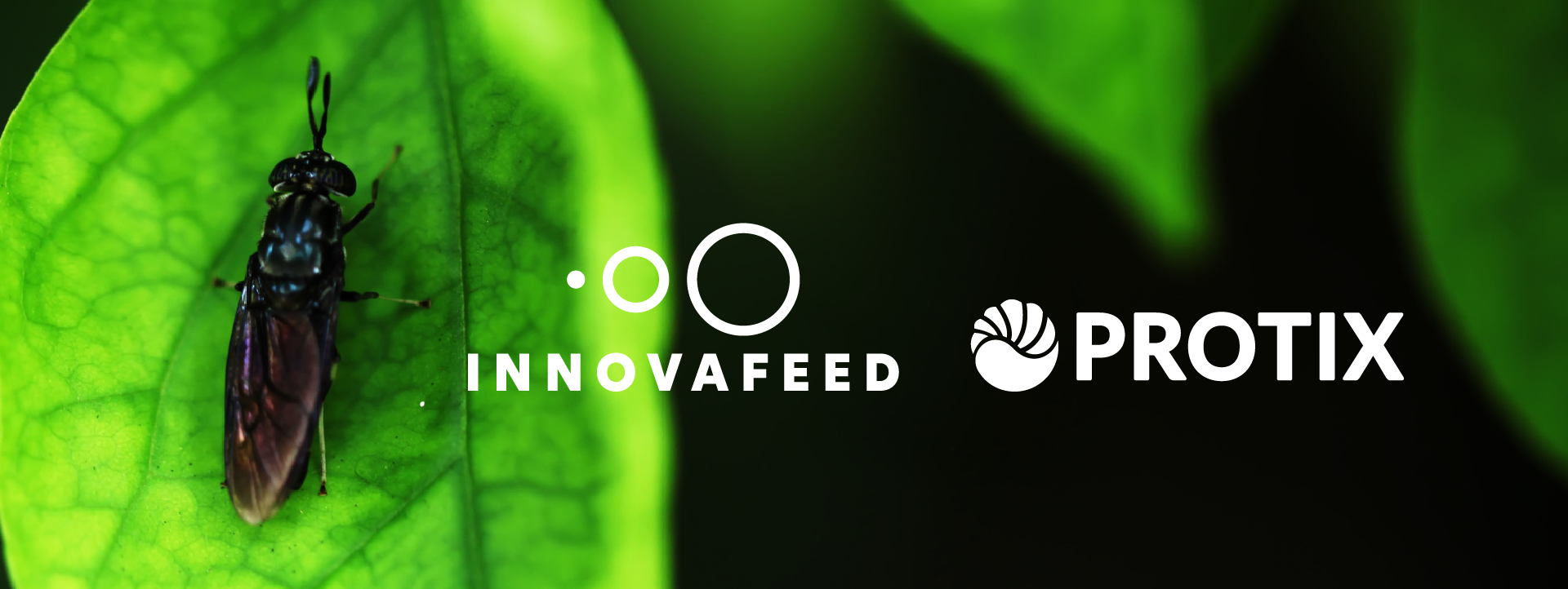 Visual Innovafeed X Protix (1)