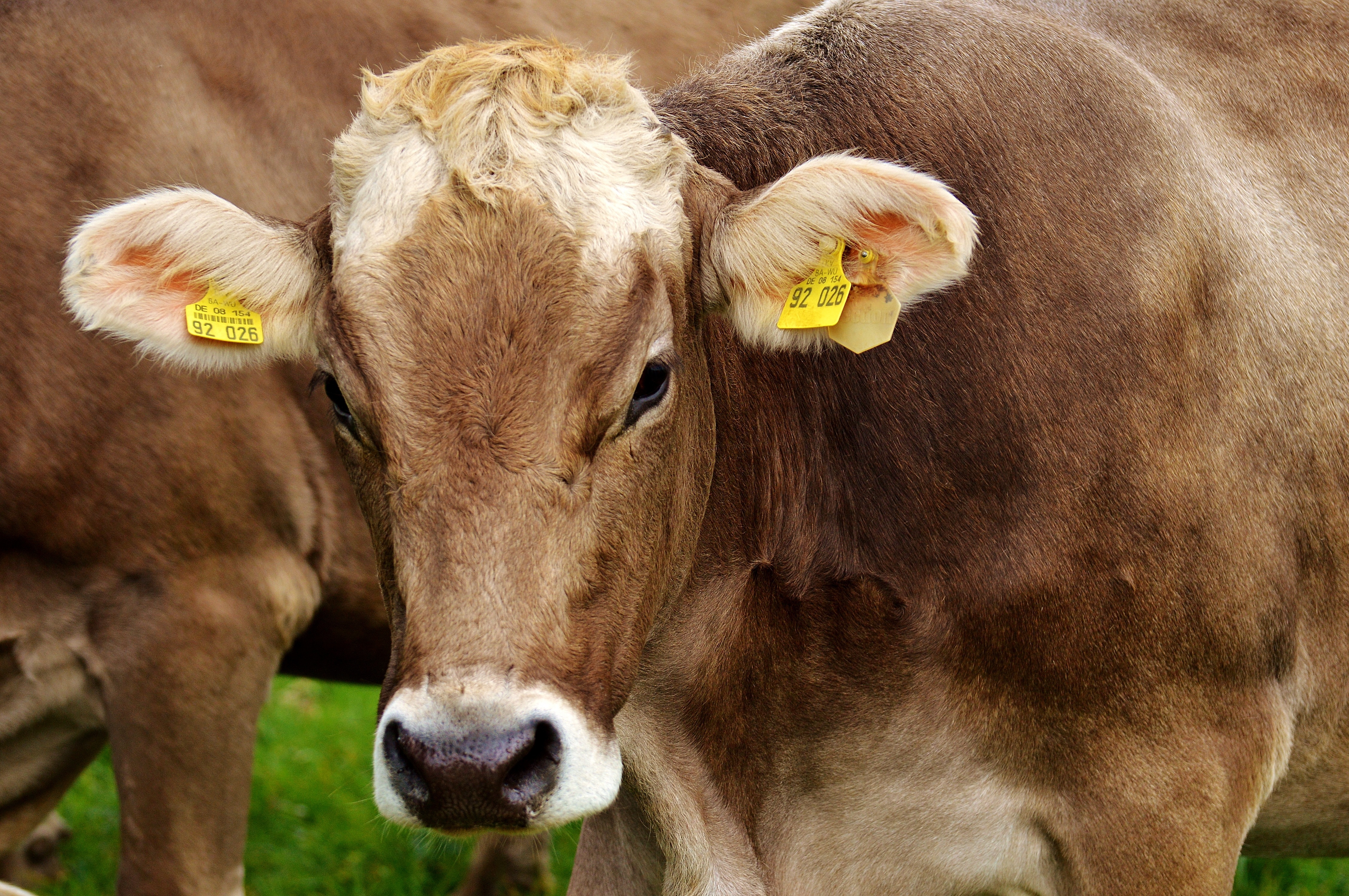 Brown and white dairy cow with yellow ear tags standing in green pasture