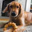 Golden Retriever lying on carpet indoors with a rope toy