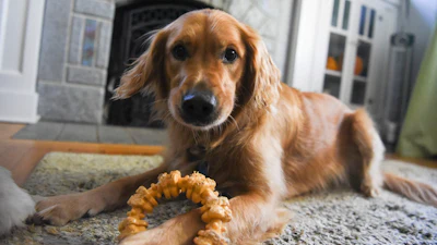 Golden Retriever lying on carpet indoors with a rope toy