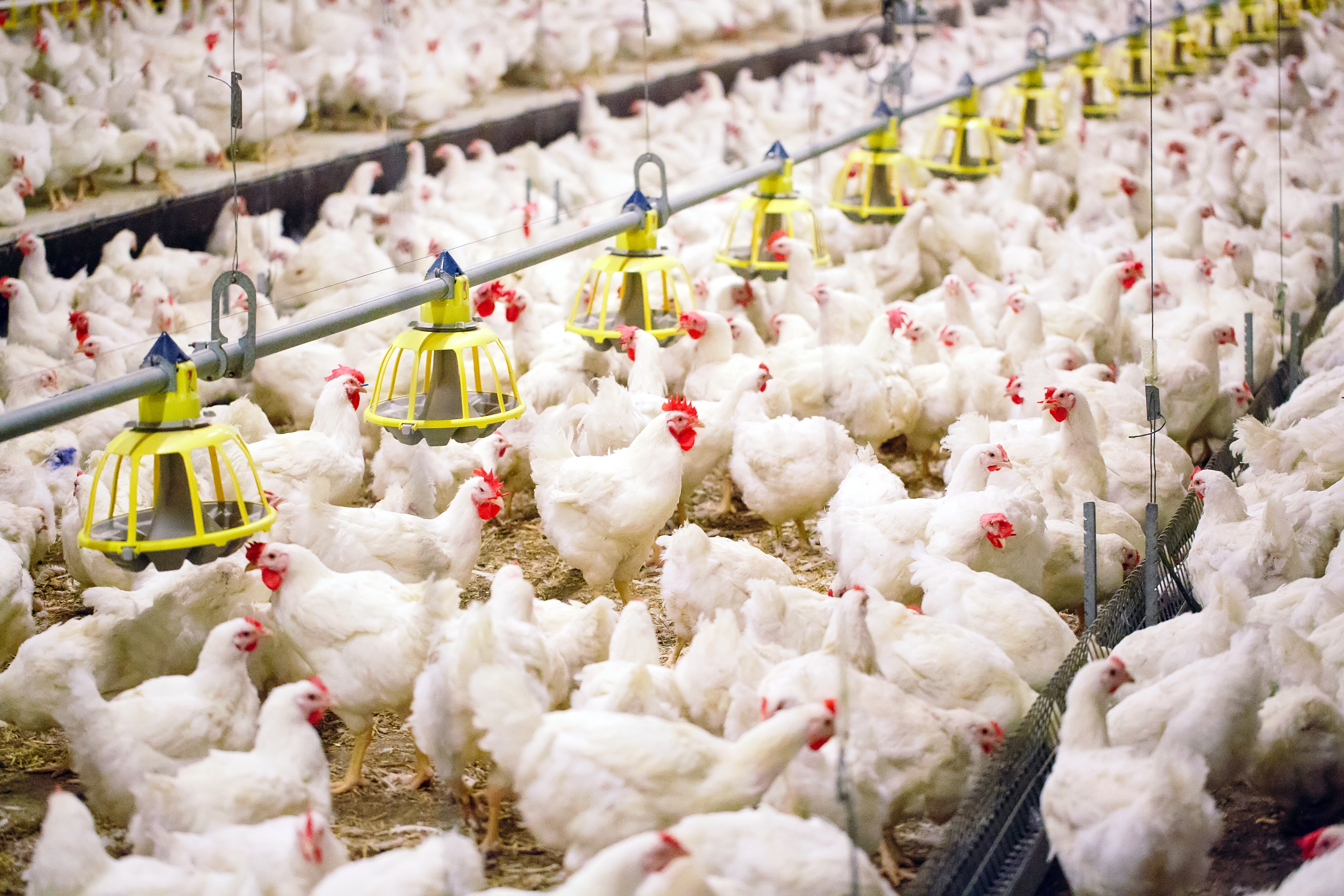 Large-scale poultry farm with white chickens and yellow overhead feeding systems in an industrial agricultural facility.
