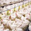 Large-scale poultry farm with white chickens and yellow overhead feeding systems in an industrial agricultural facility.